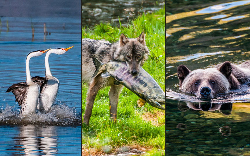 grizzly bear swimming, wolf with salmon in mouth, rushing grebes