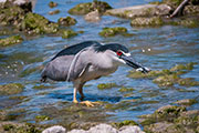 black-crowned night herons