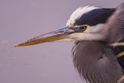 Great blue herons