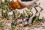 Avocets