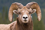 bighorn sheep