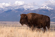 bison