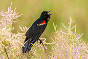 blackbirds