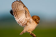 burrowing owls