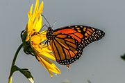 butterflies and insects