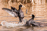 coots