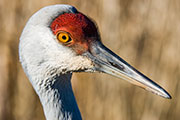 Sandhill cranes
