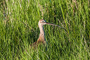 curlews