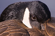 ducks and geese