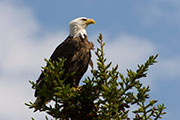 eagles