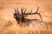 elk