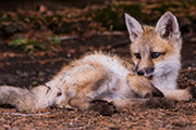 fox