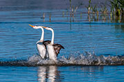 grebes