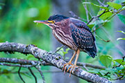 green herons