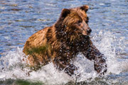 grizzly bears