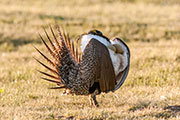sage grouse