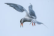gulls and terns