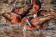white-faced ibis