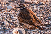 killdeer and sandpipers