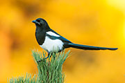 magpies, crows, ravens