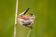 marsh wrens