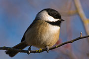 song birds