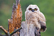 great horned owlet