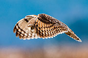 short eared owls