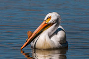 american pelicans