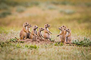 prairie dogs