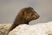small mammals