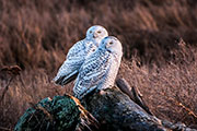 snowy owls
