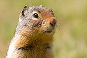 squirrels, chipmunks, ground squirrels