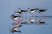 black-necked stilts