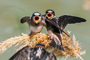 swallows