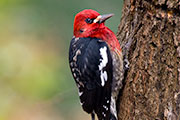 woodpeckers