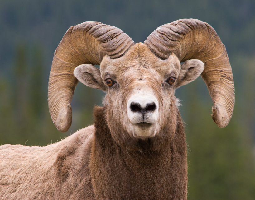 Bighorn sheep ram