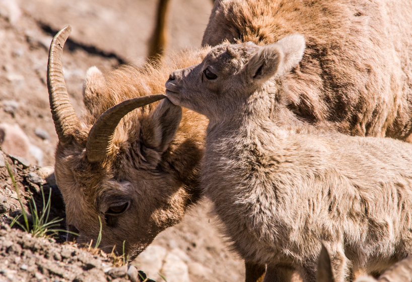 Bighorn sheep lamb and ewe