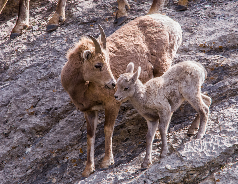 Bighorn sheep lamb and ewe
