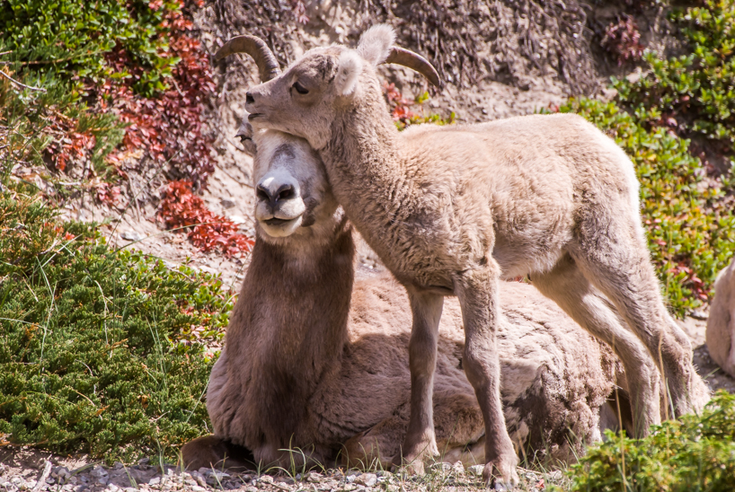 Bighorn sheep lamb and ewe