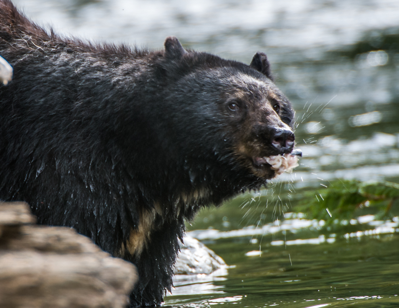 Black bear with salmon