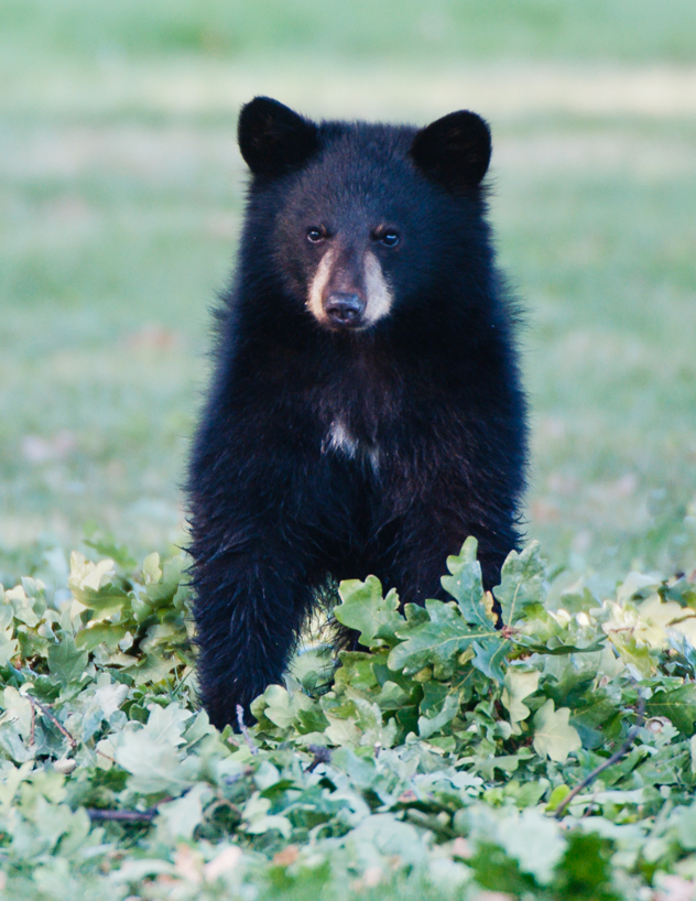 black bear cubs