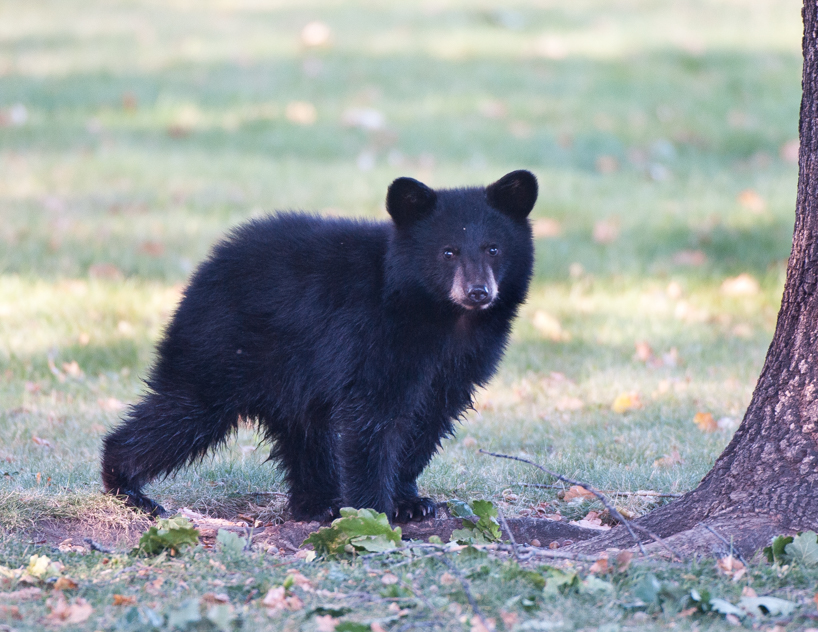 black bear cubs