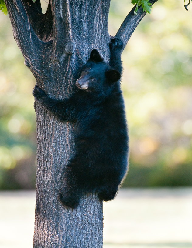 black bear cubs