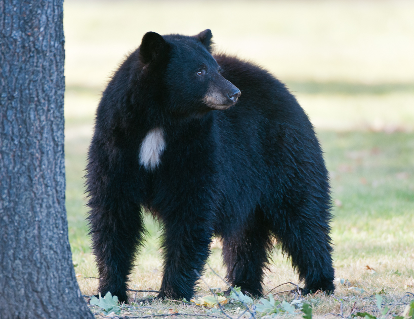black bear sow and cub