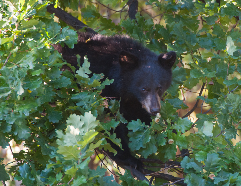 black bear cubs