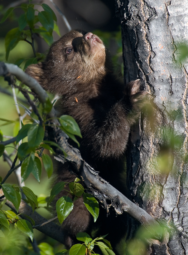 Cinnamon-phase black bear cub