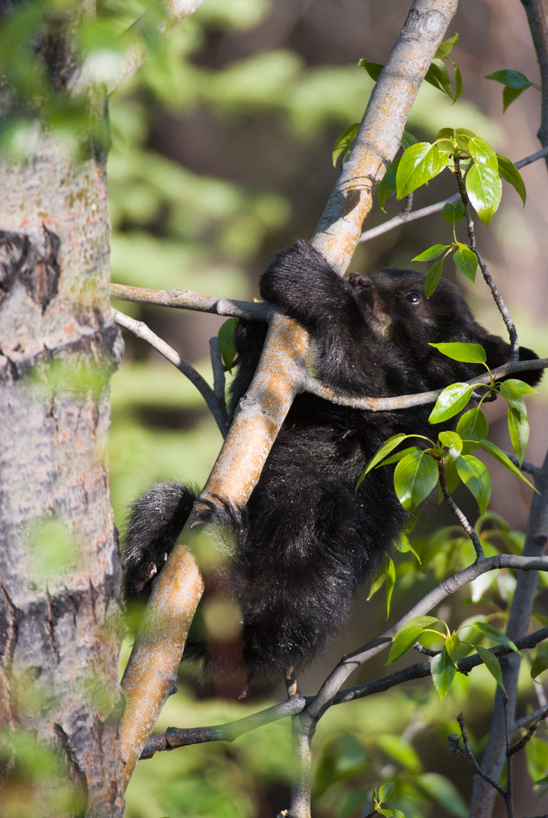 Black bear cub 