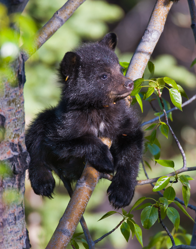 black bear cub 