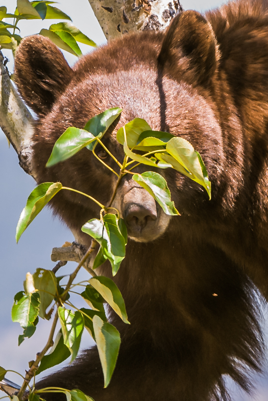 Cinnamon colored black bear sow